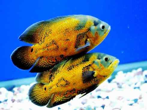 鱼类活化石：美洲肺鱼