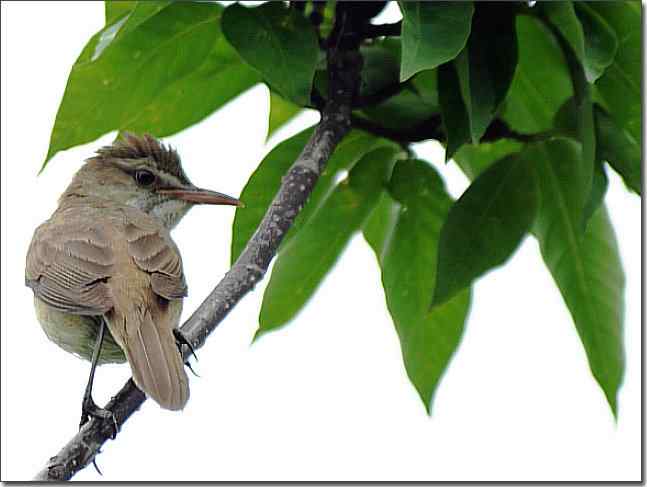 奥体公园观赏大苇莺