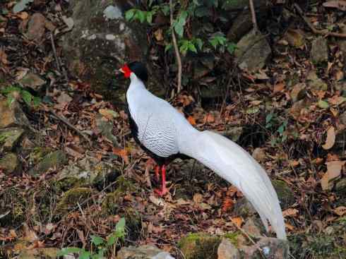 凤凰：传说中的鸟原型探秘（鹇）