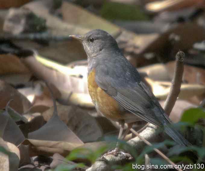 深圳拍鸟新纪录（3）鈥斺敾冶仇矗ㄗ橥迹
