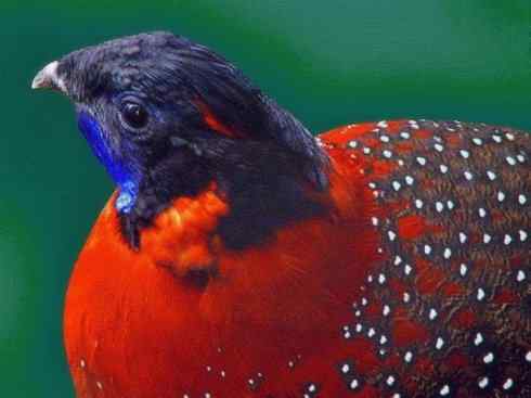 凤凰：传说中的鸟原型探秘（锦鸡）