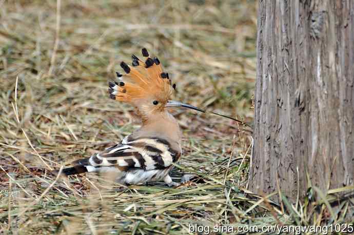 戴胜冠开在十六
