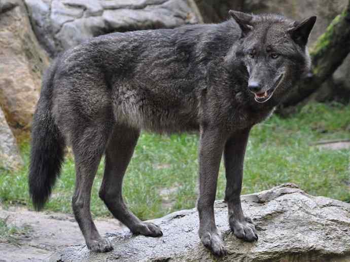 犬科：犬亚科犬属之灰狼