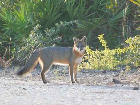 犬科：狐亚科灰狐属之灰狐、岛屿灰狐