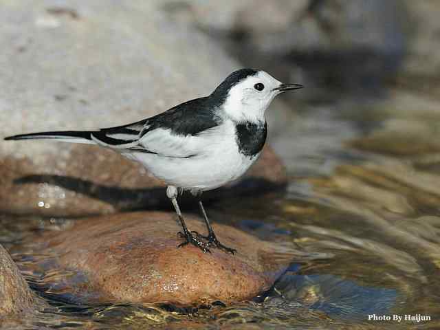猎艳(红尾水鸲与白顶溪鸲) 猎艳(红尾水鸲与白顶溪鸲)