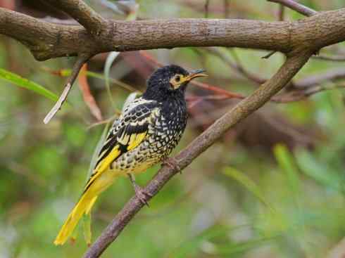 极品红色鸟类：绯红摄蜜鸟