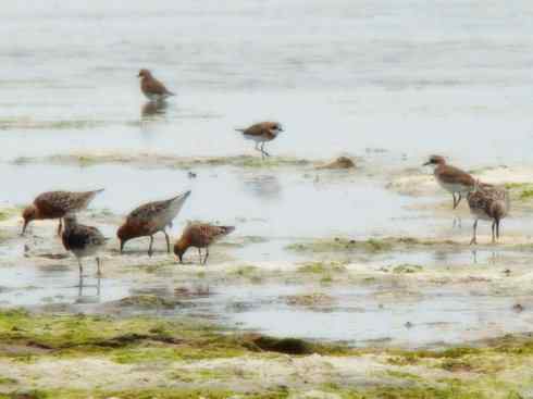 猎奇：奇特的鸟喙之五(重发之翘嘴鹬)