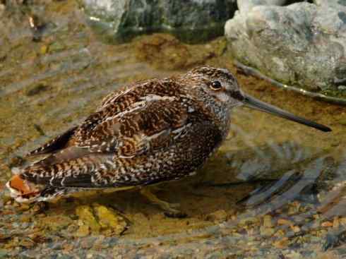 鸟类之最:小丘鹬 鸟类之最:小丘鹬