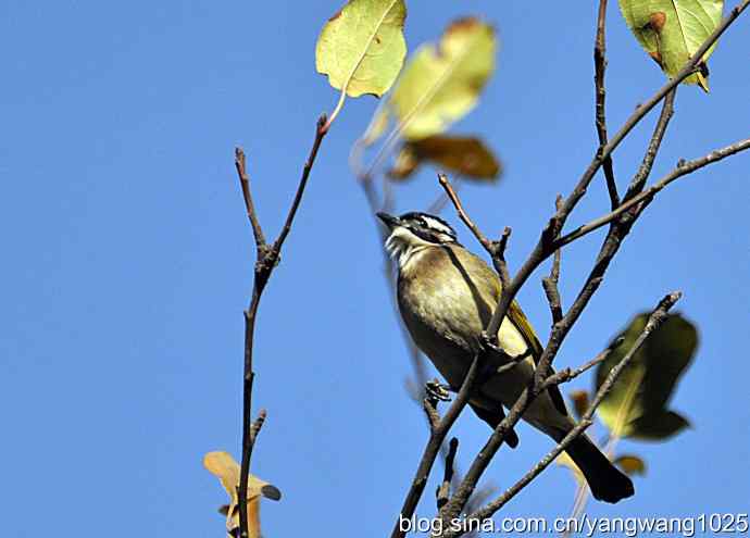 5~6级风中的白头鹎 5~6级风中的白头鹎