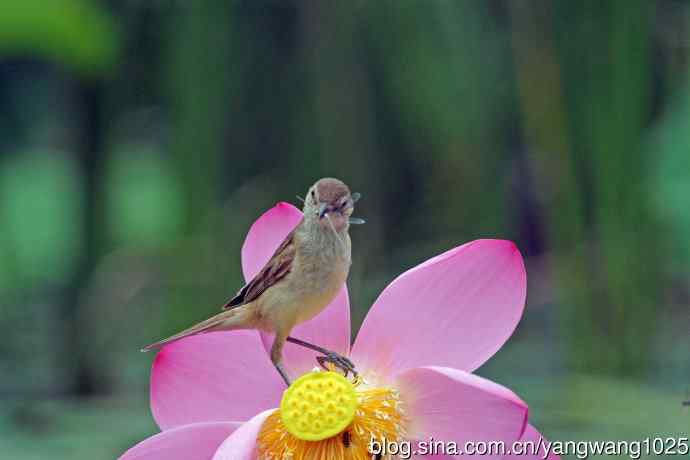 捕捉到豆娘的东方大苇莺