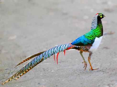 凤凰：传说中的鸟原型探秘（锦鸡）