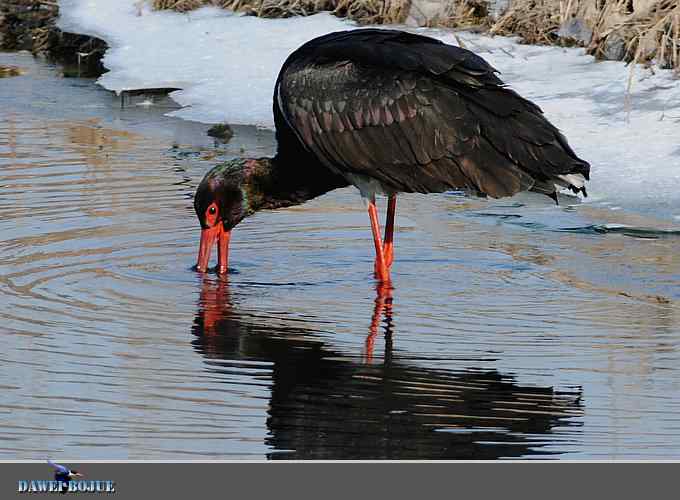 十渡黑鹳 wbr冬之魅力