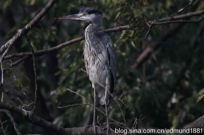 轻便的1000mm-3000mm的穷人大炮 轻便的1000mm-3000mm的穷人大炮