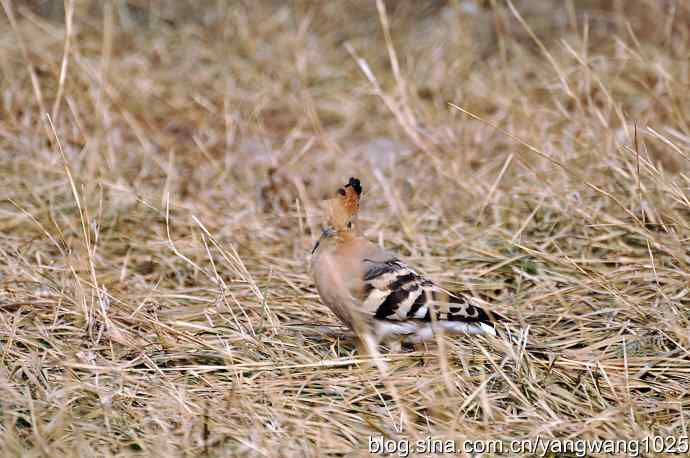戴胜冠开在十六