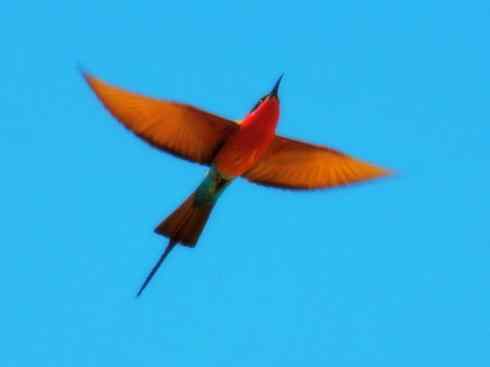 极品红色鸟类：红蜂虎