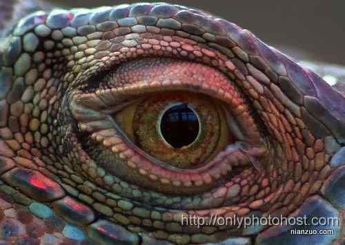 [组图]欣赏动物的眼睛