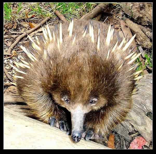 动物世界图片(上)