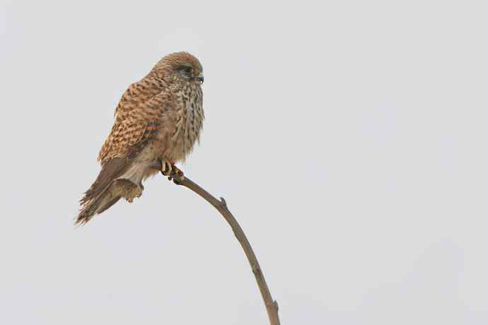 早春二月（猛禽搜索）