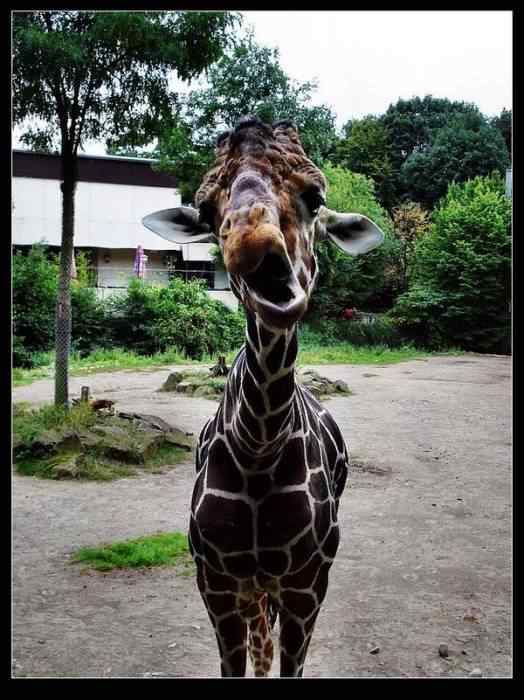 动物世界图片(上)