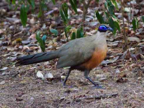 奇特的盔：大犀鹃