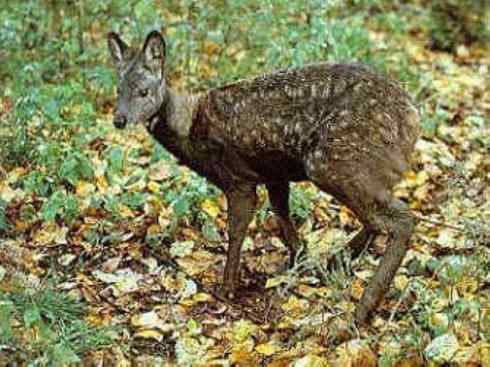 麒麟：传说的兽原型探秘（长颈鹿）