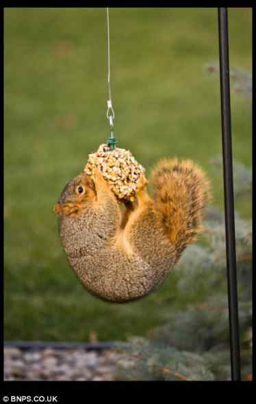 可爱松鼠 喂鸟器上偷吃坚果