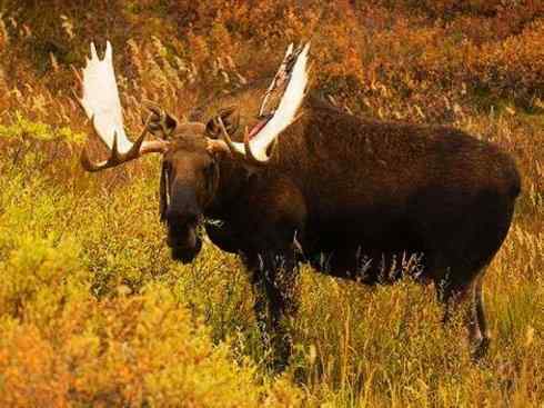 麒麟：传说的兽原型探秘（驼鹿）