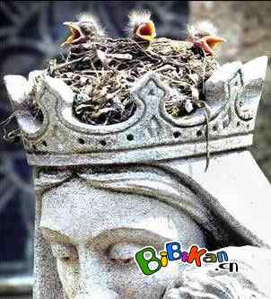 鸟巢幼鸟写真第4辑