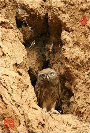 可爱中透着点鬼气——纵纹腹小鸮