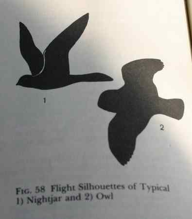 植物园的夜鹰 Grey Nightjar