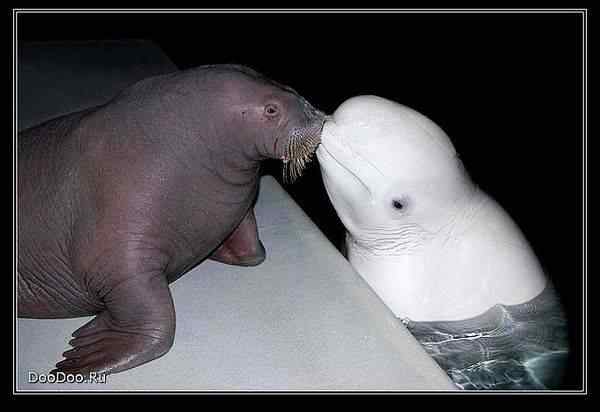 动物世界图片(上)