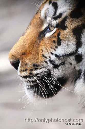 [组图]欣赏动物的眼睛