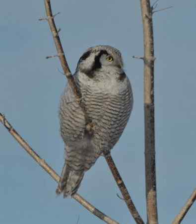 大炮对准大庆猛鸮