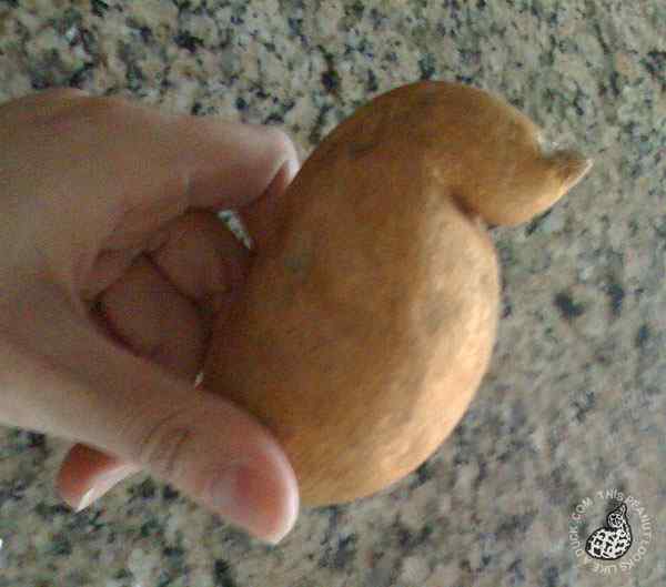 一颗长得像鸭子的马铃薯