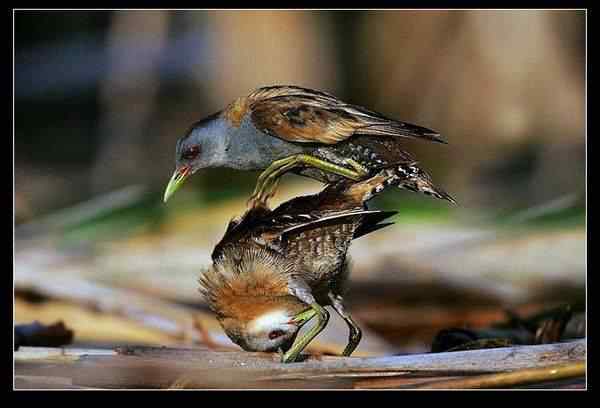 动物世界图片(上)