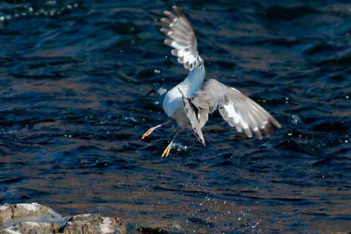 碧水飞侠.鹮嘴鹬