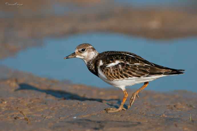 野鸭湖的秋天.翻石鹬 野鸭湖的秋天.翻石鹬