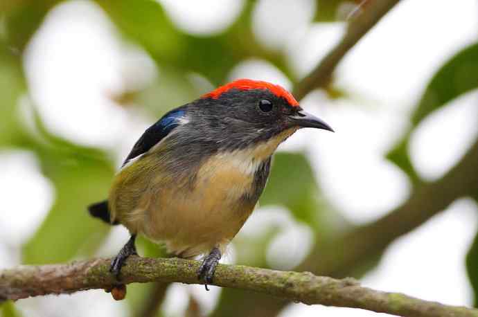 朱背情缘 朱背情缘