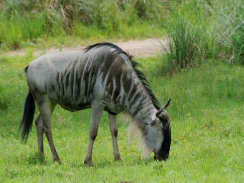 麒麟：传说的兽原型探秘（狷羚）