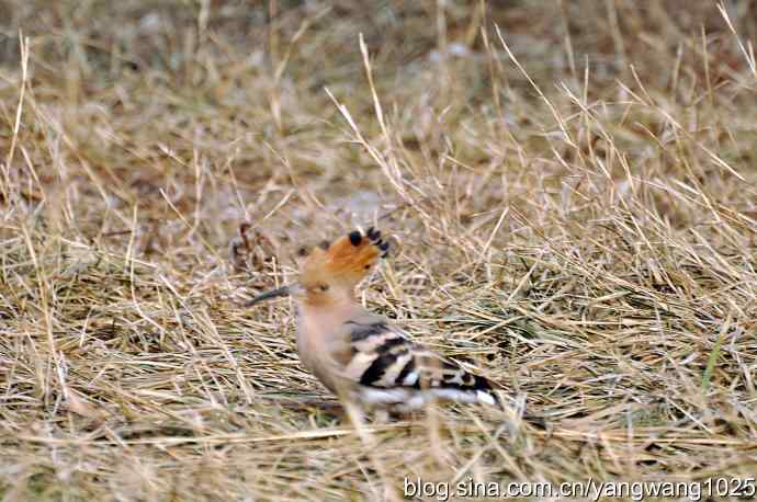 戴胜冠开在十六