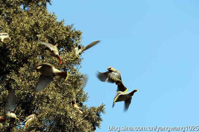 颐和园的收获（欢乐的太平鸟）2