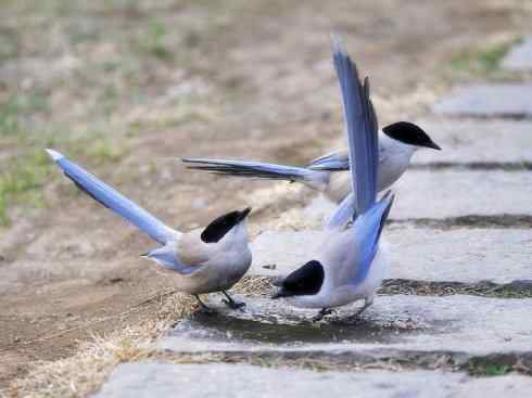 雀鸟也彪悍：赤练仙子（灰喜鹊）