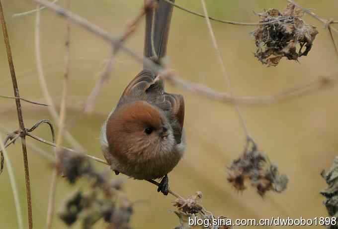 黄雀和植物园众小鸟 黄雀和植物园众小鸟