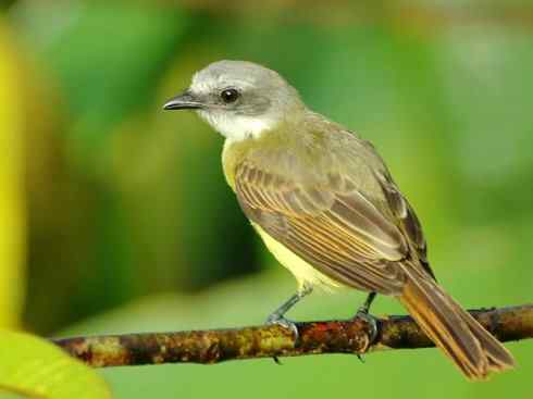 极品红色鸟类：朱红霸鶲