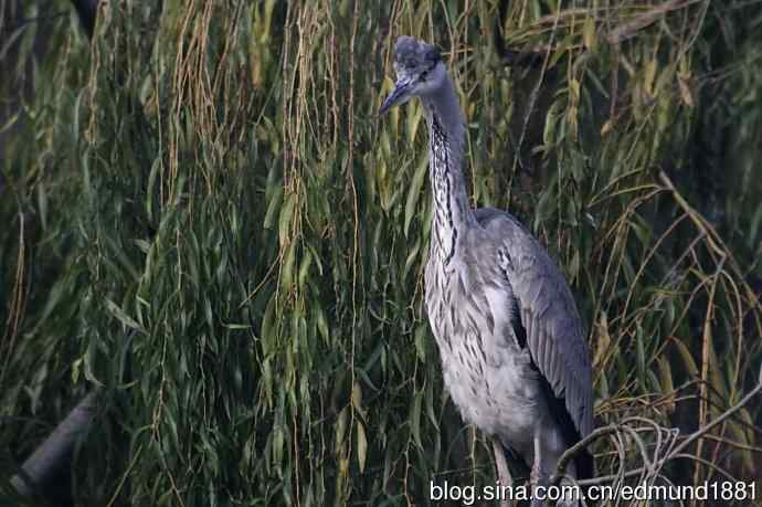 轻便的1000mm-3000mm的穷人大炮 轻便的1000mm-3000mm的穷人大炮