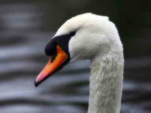 家禽驯化之源之十一