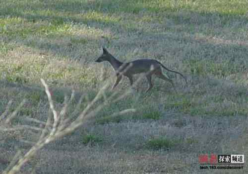 2006年度十大动物故事