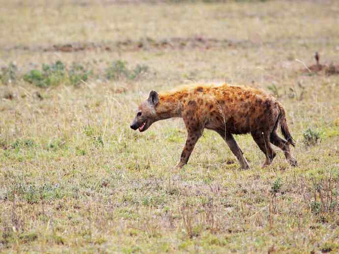 盘点十二大著名食蚁动物：土狼