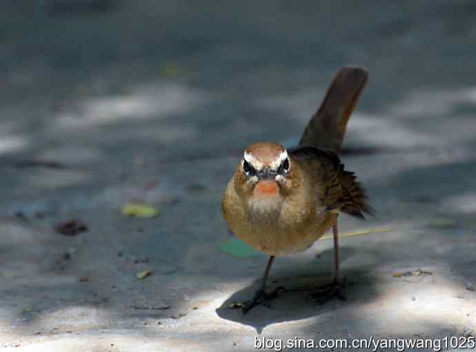 北京天坛公园的鸟类——红喉歌鸲（雌性）续1