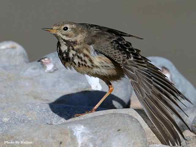 猎艳(红尾水鸲与白顶溪鸲) 猎艳(红尾水鸲与白顶溪鸲)
